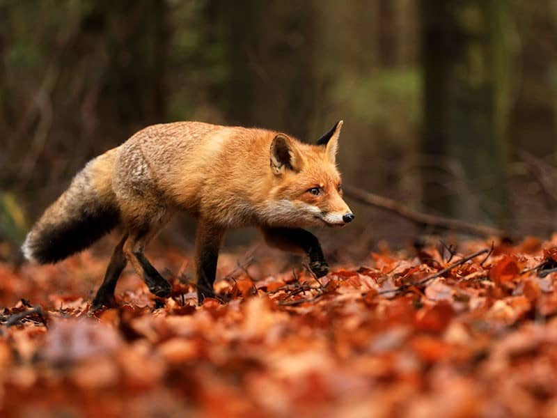 Tierschutzorganisationen setzen sich auch für Füchse ein