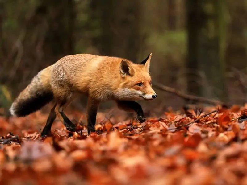 Animal welfare organizations also advocate for foxes