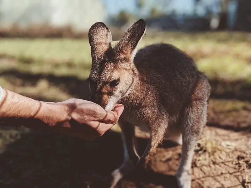 Kangaroos also need animal welfare organizations
