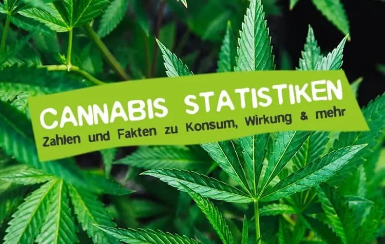 Cannabis: Statistiken, Fakten und Zahlen