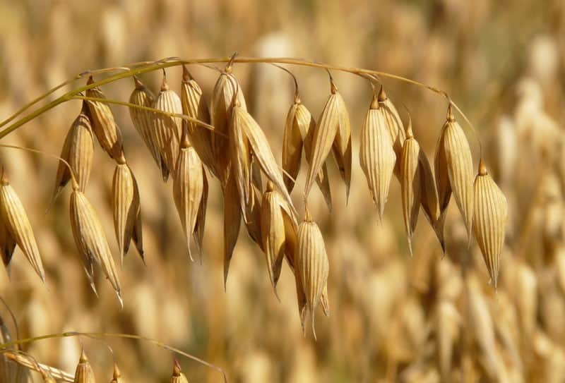 Oats plants at home 