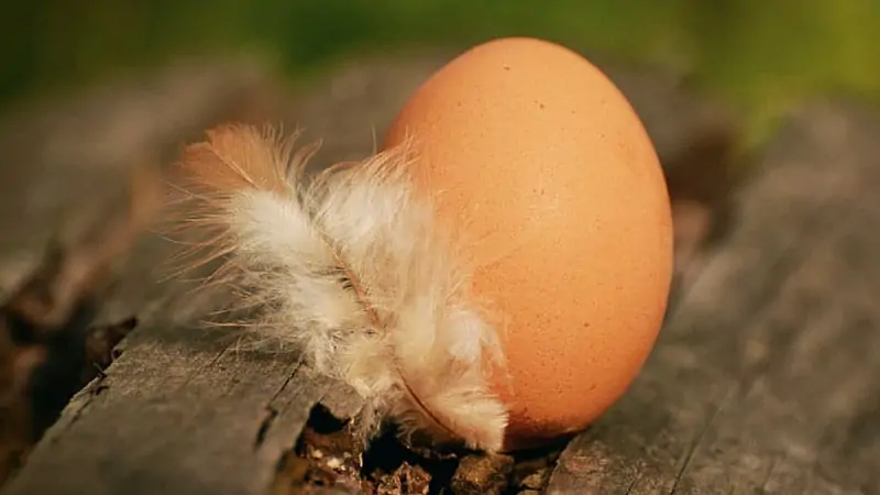 Eggs - prejudices against veganism
