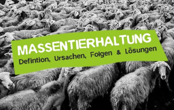 Massentierhaltung: Ursachen, Folgen & mehr • CareElite