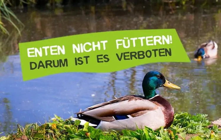 Do not feed ducks - Why dangerous?