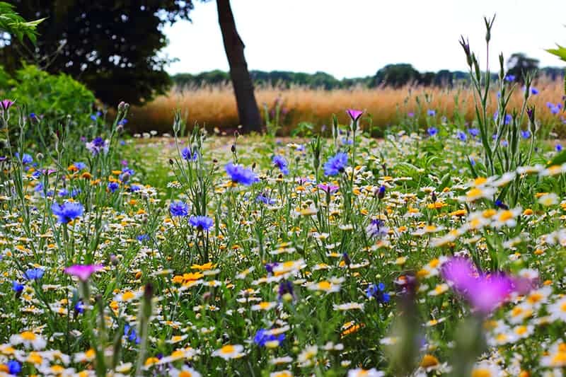 Wildblumenwiese anlegen für Garten mit Vögeln
