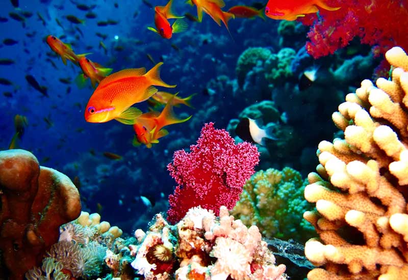 Stop coral dieback and protect nature
