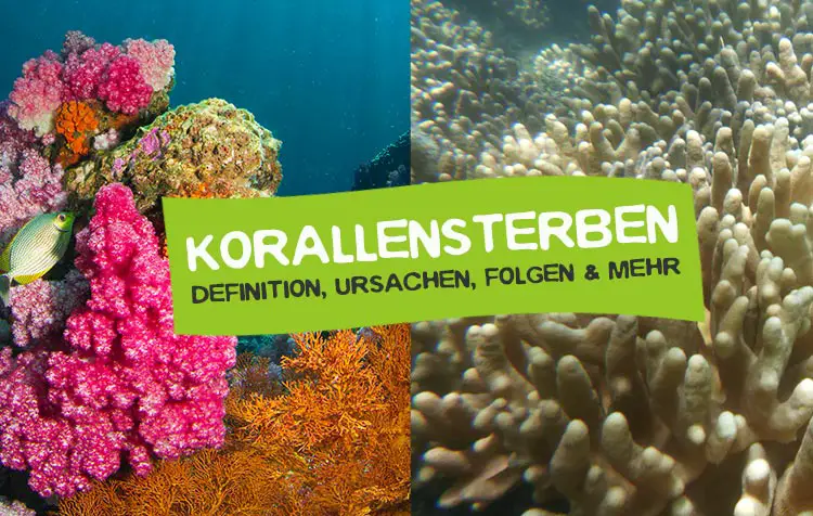 Korallensterben - Was versteht man unter Korallenbleiche?