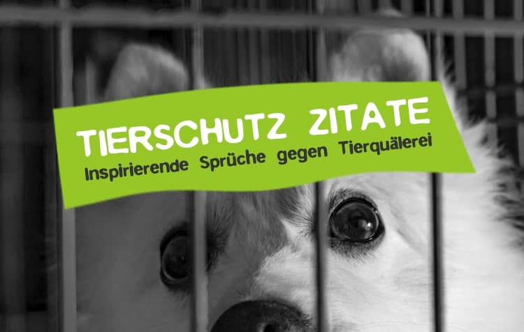 Tierschutz Zitate gegen Tierquälerei