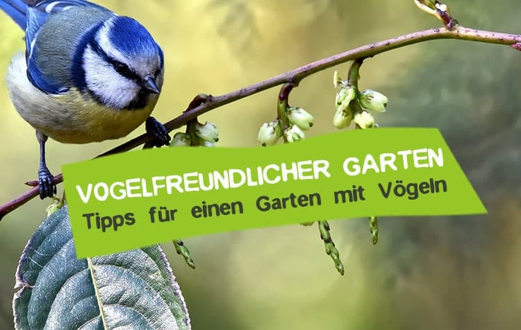 Tipps für einen vogelfreundlichen Garten