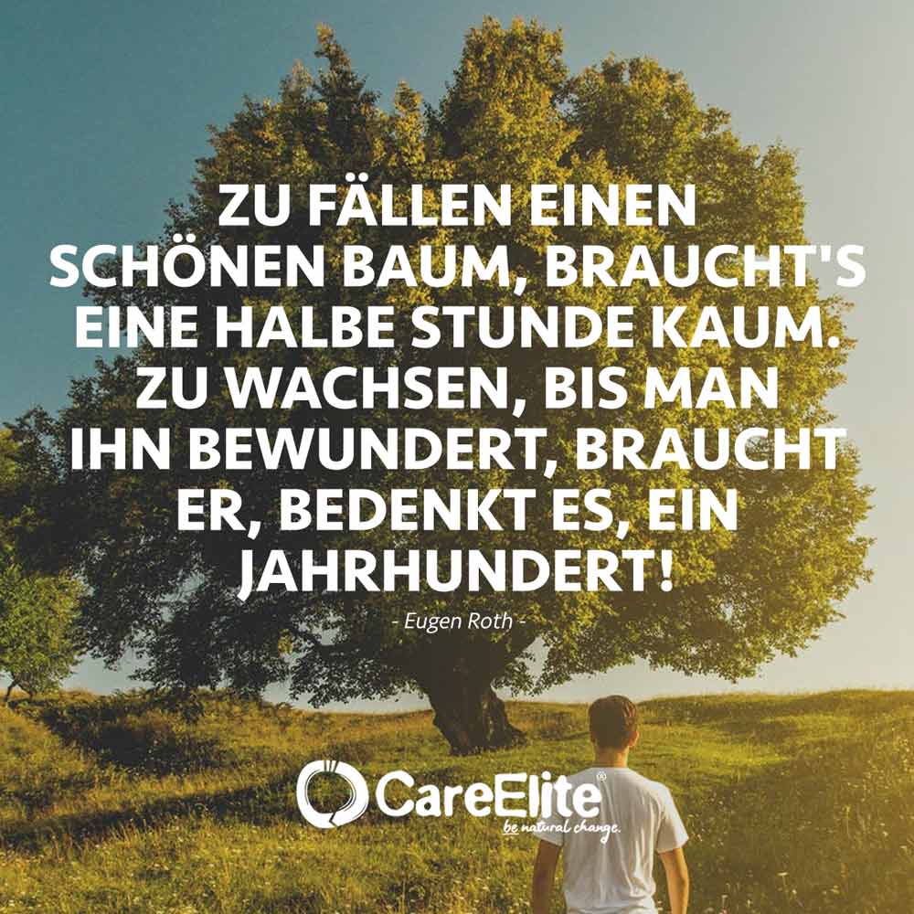 baum kraft spruch