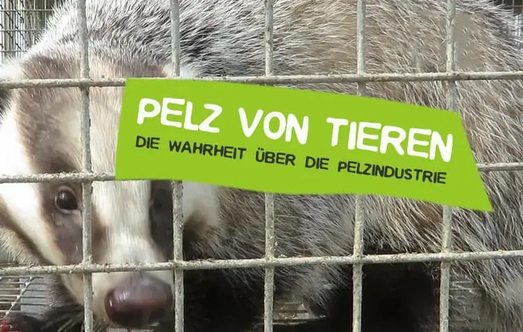 Pelzindustrie - Wie Tiere für Pelz leiden müssen