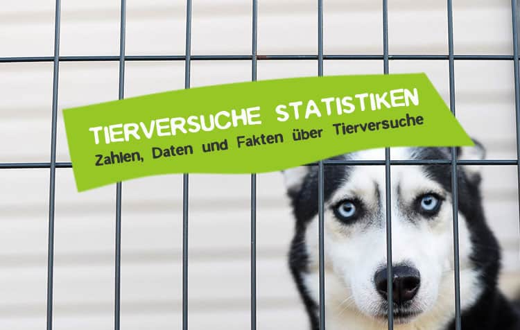 Tierversuch Statstiken Zahlen und Fakten