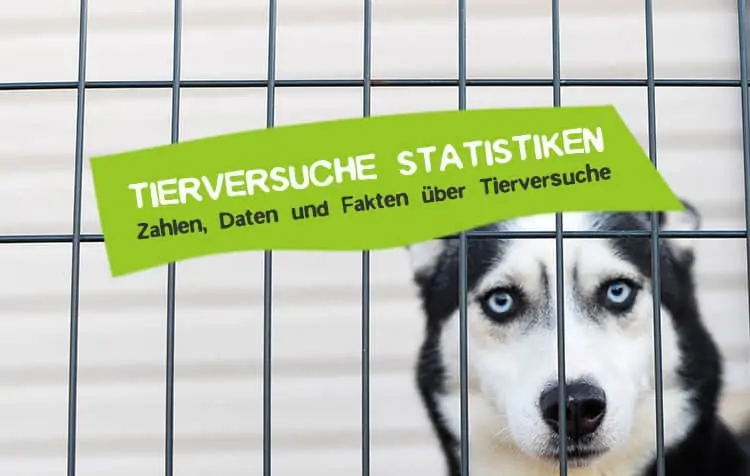 Animal Testing Statistics Facts and Figures