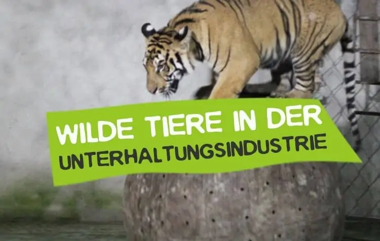 Wilde Tiere in der Unterhaltungsindustrie - Tiger