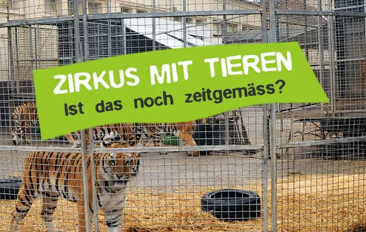 Tiere im Zirkus - sollte das verboten werden?