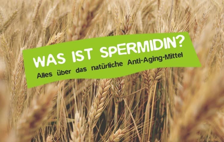 Spermidin Was ist das? Alles über das Anti-Aging Mittel