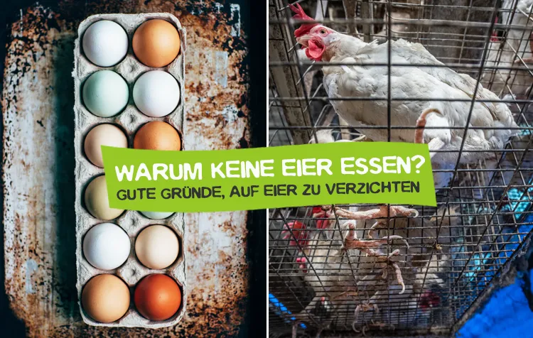Eier Verzicht – Warum Veganer keine Eier essen