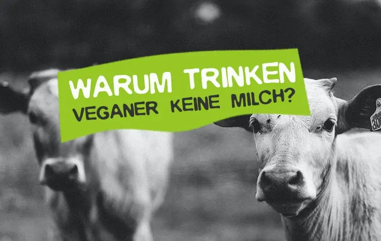 Warum trinken Veganer keine Milch?
