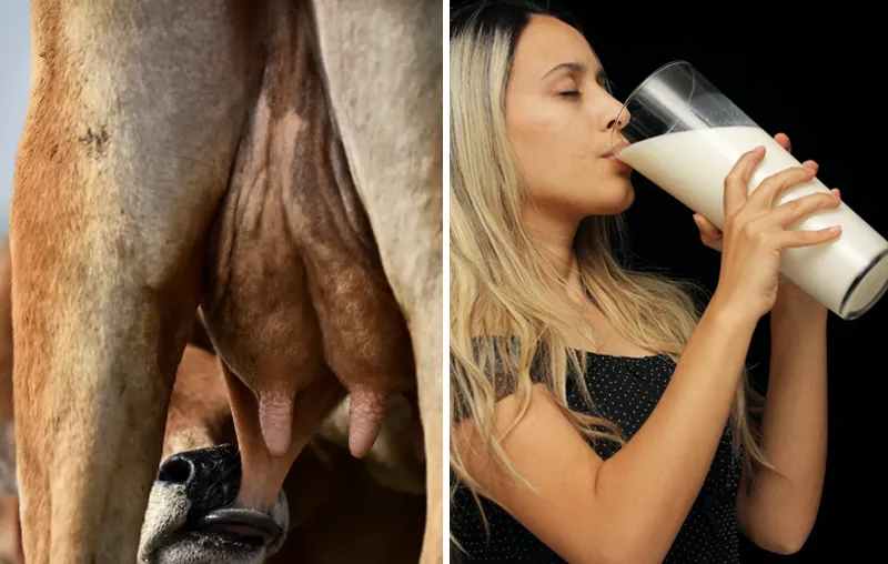 Why Do Vegans Not Drink Milk? The Best Reasons to Stop Sipping Cow's Milk