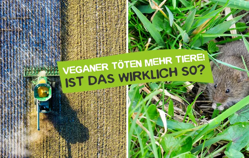 Haben Veganer mehr Tiere auf dem Gewissen als Fleischesser?