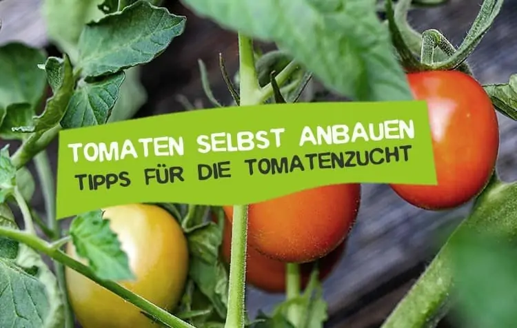 Tomaten selber anbauen Tipps