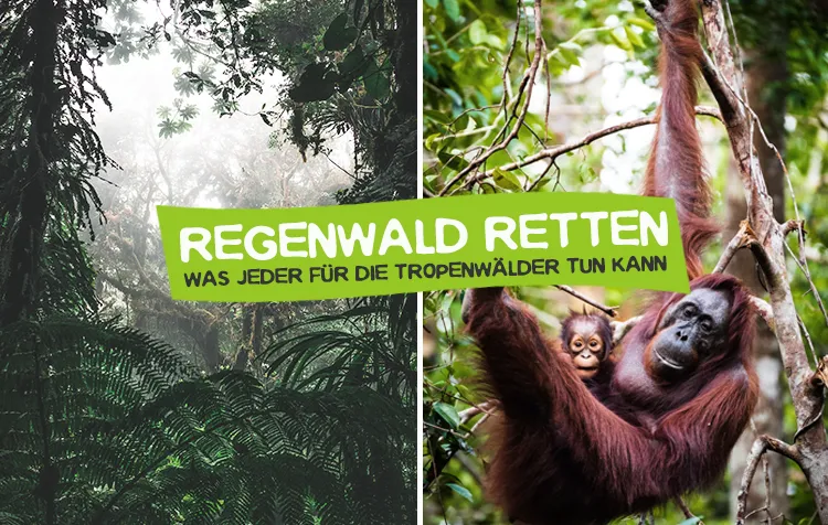 Regenswald retten – So schützt du die Tropenwälder