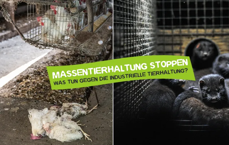 Massentierhaltung stoppen – Was kann man tun?