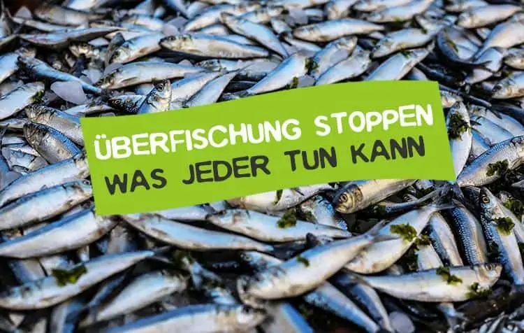 Stop overfishing - What to do?