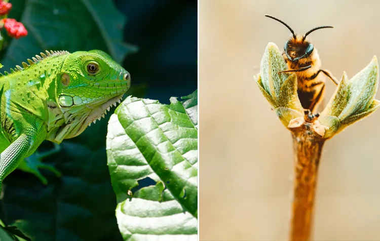Stop Species Extinction 10 Things To Protect Biodiversity