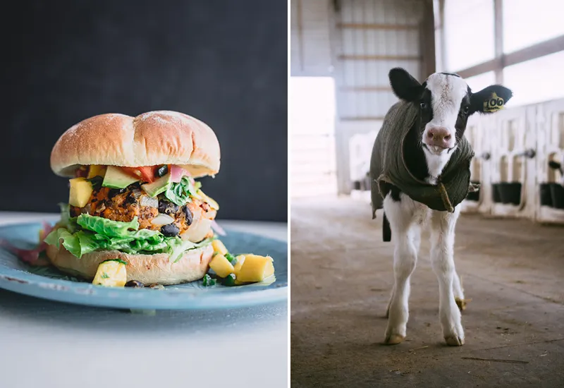 Es gibt kein logisches Argument gegen den Veganismus