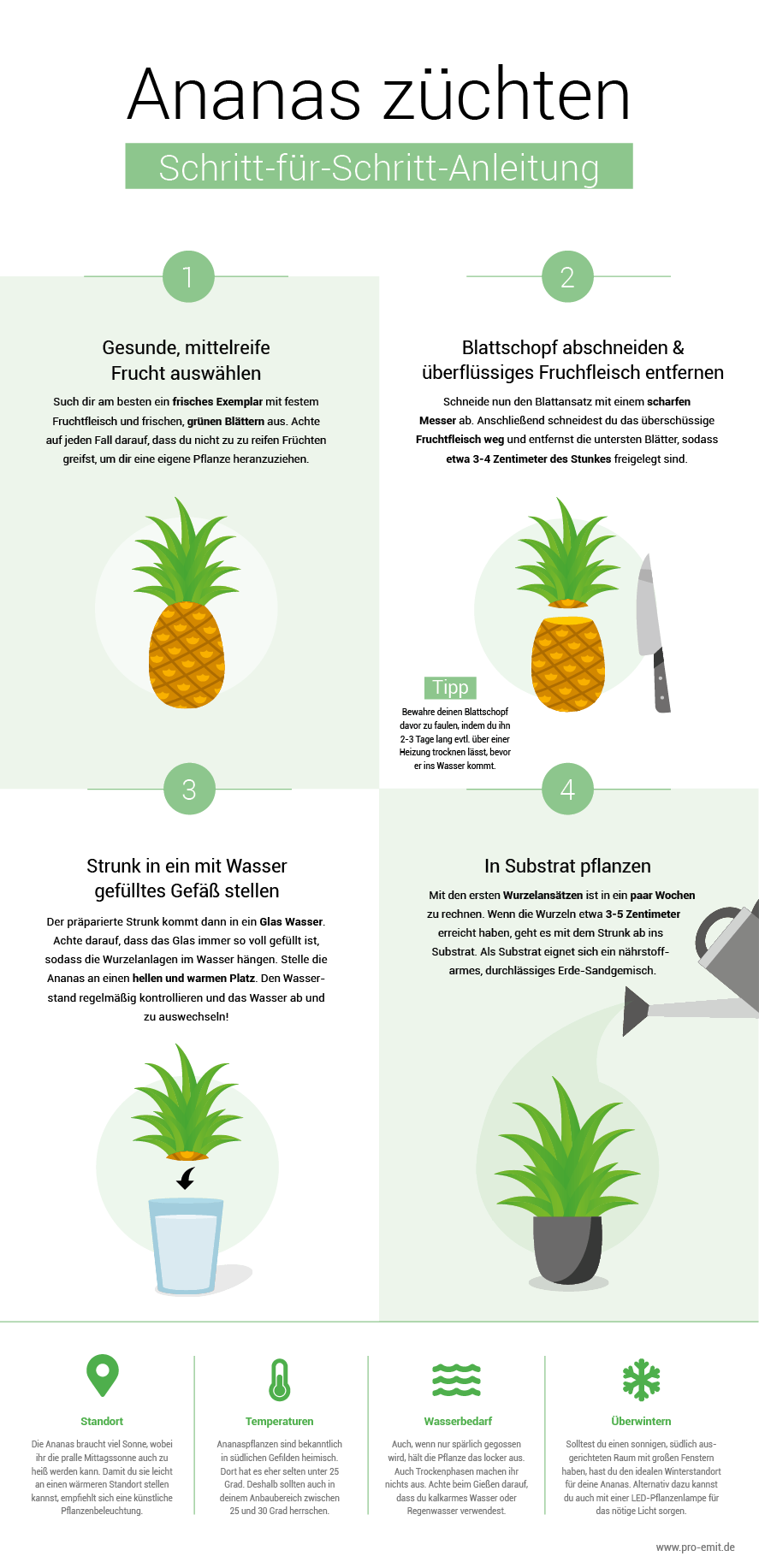Grow pineapple yourself
