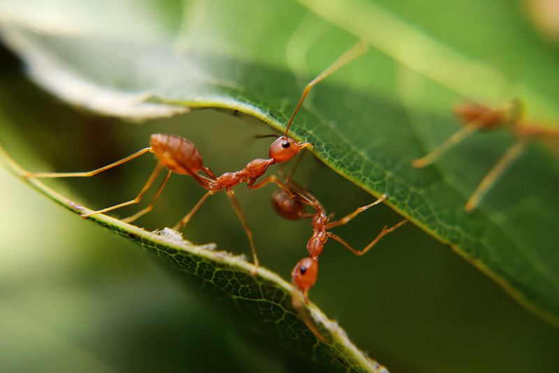 Ants support each other