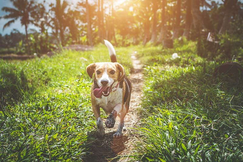 Glücklicher Hund auf Waldweg