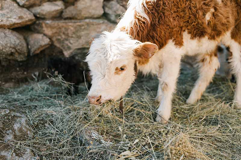 Is it allowed to kill animals like baby calves?