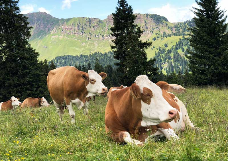 Cows relax in the meadow