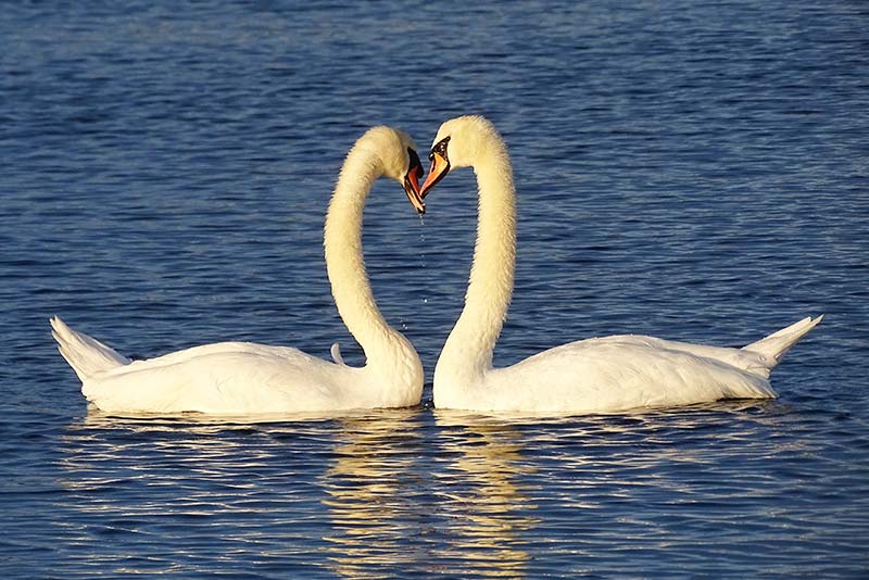 Two swans form a heart - Learning from animals