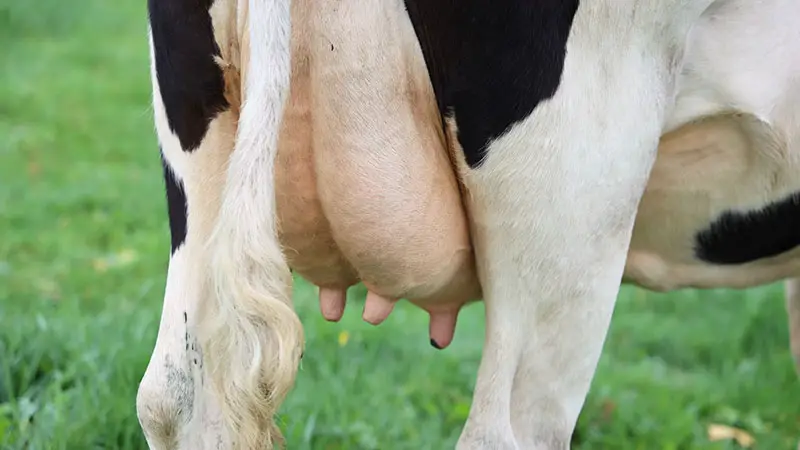 Inflamed udders lead to pus in the milk