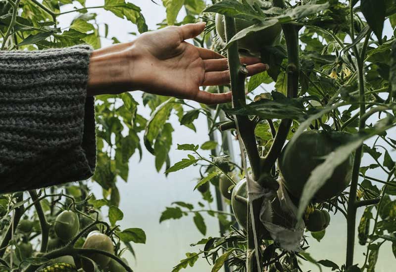 Urban gardening with tomatoes