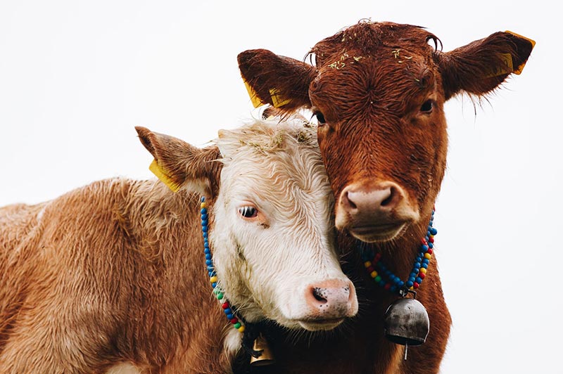 Cows show compassion and love