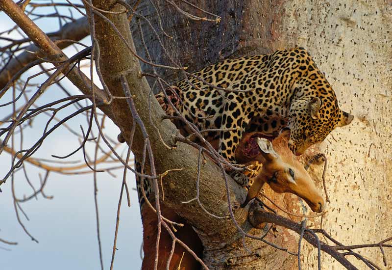 Leopard hat Gazelle gejagt - Sind auch Menschen Fleischfresser?