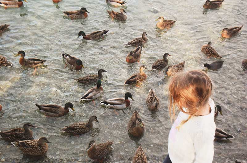 Mädchen mit Enten - Liebe zu Tieren