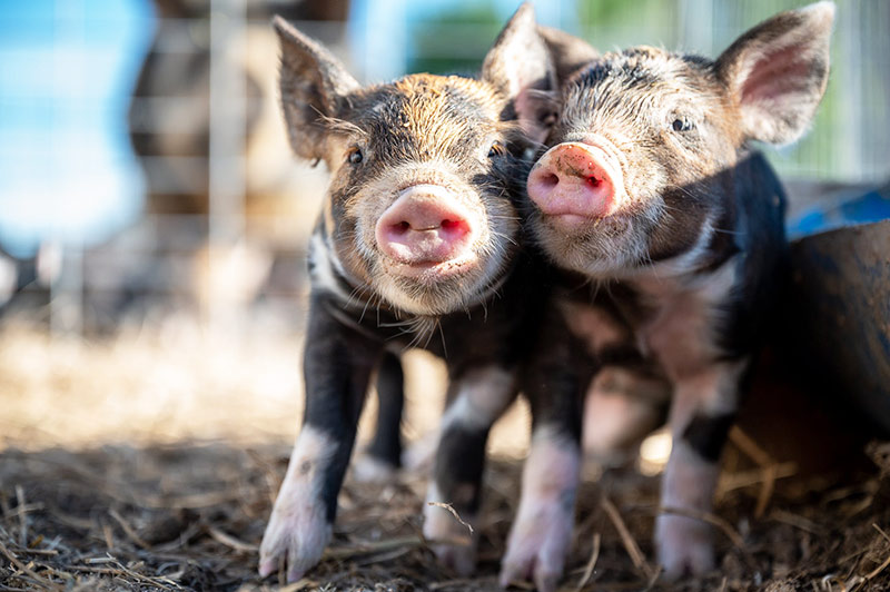 Kleine Schweine - Soziale Strukturen