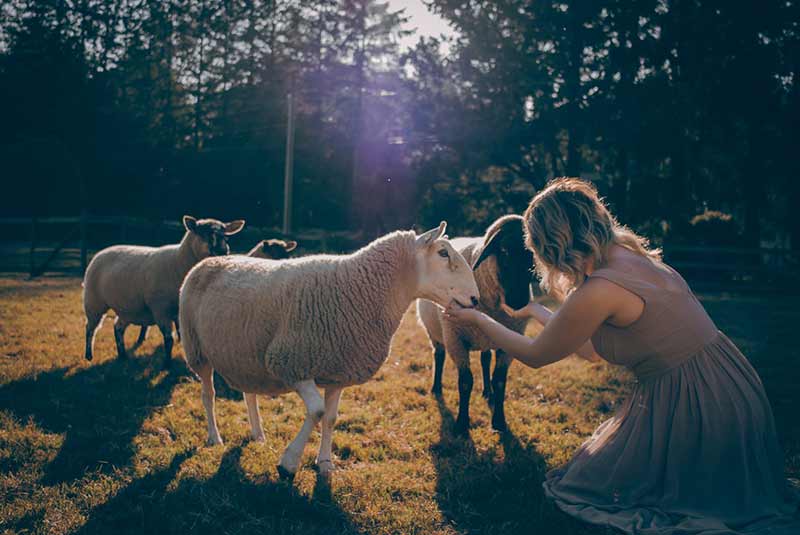 Woman feeds sheep