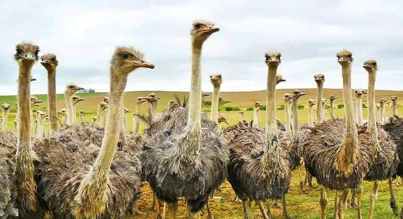 Prevent ostrich tactics - head high