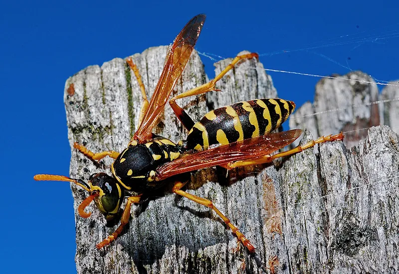 Wasps are beneficial rather than pests