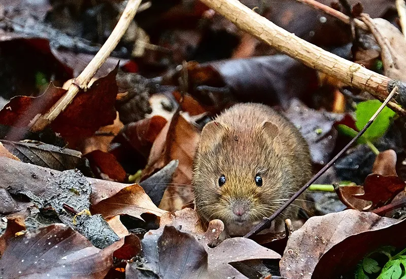 Sustainably control and drive away pests such as voles