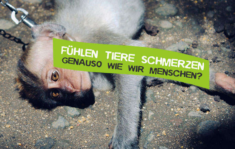 Fühlen Tiere Schmerzen?