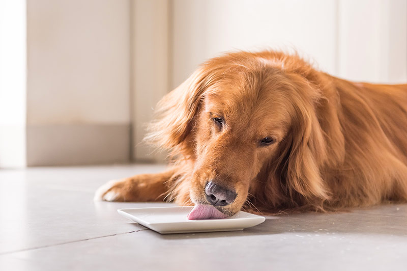 Hunde Tierarzt Leckerlis