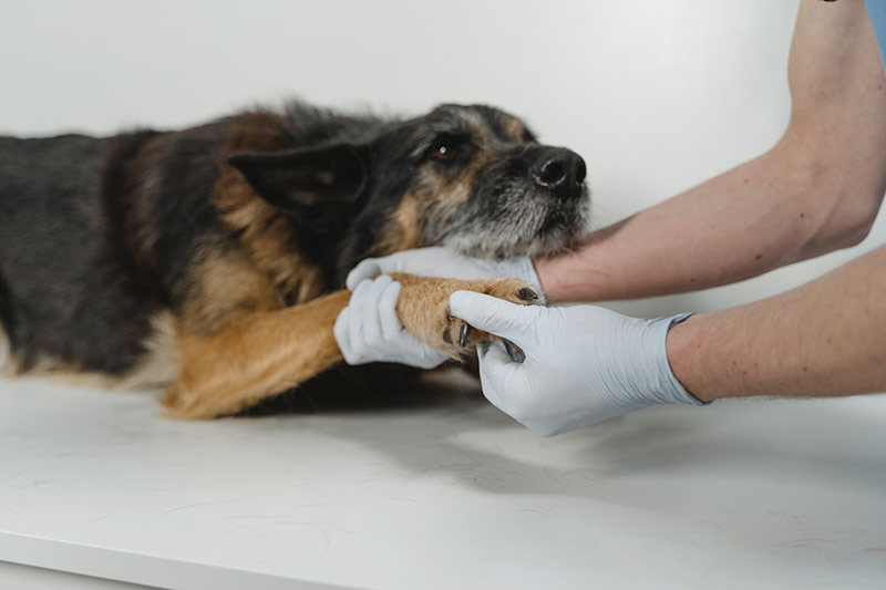 Vet visit dog