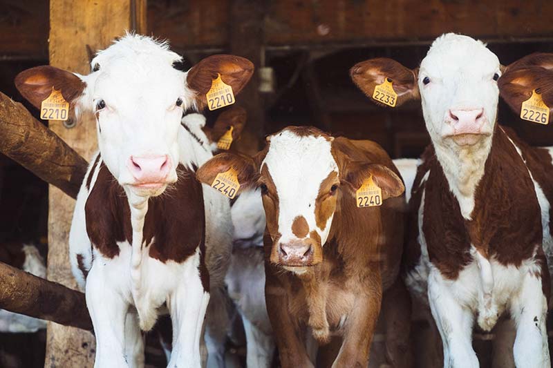 Nicht mehr vegan Ethik